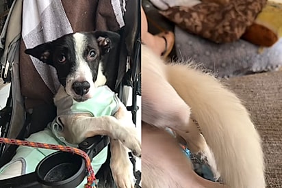Cachorrinho paraplégico emociona ao abanar o rabinho pela segunda vez desde que ficou sem os movimentos das patas