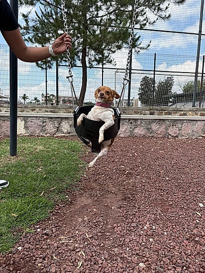 Cão da internauta Cecilia Gutierrez. 