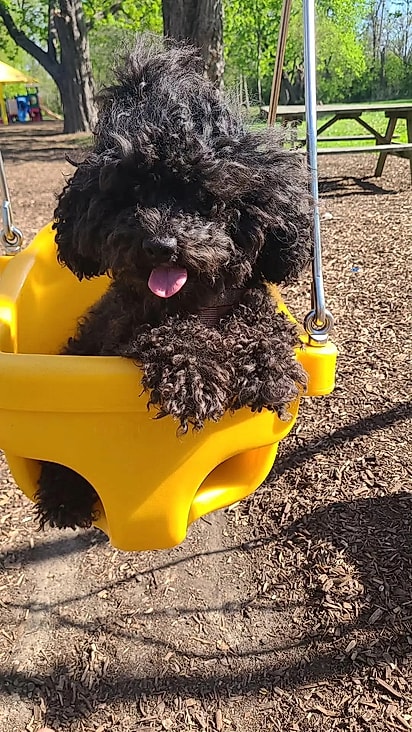 Cão da internauta bri_lashae. 