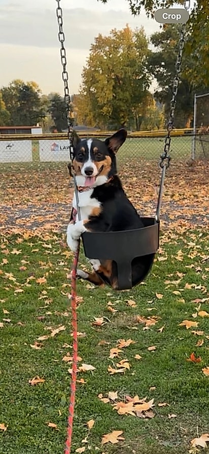 Oscar Richard, cão da internauta Tara. 