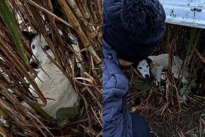 “Vamos sair dessa chuva, meu amor”: cachorrinha é achada em plantação protegendo 9 bebês do frio.