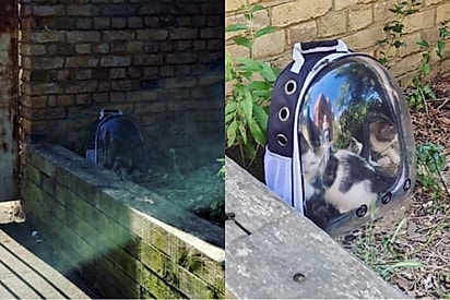 Socorrista encontra mochila abandonada e fica de coração partido ao ver que tinha seres vivos dentro.