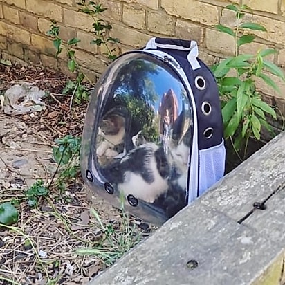 Os gatinhos foram abandonados dentro de uma mochila de plástico.