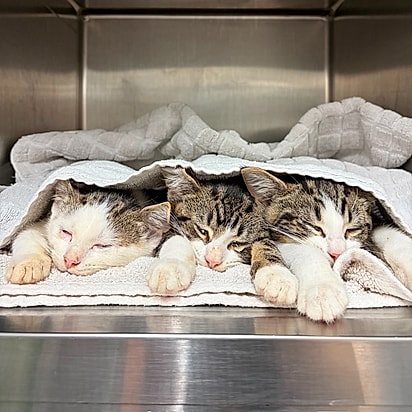 O trio é muito unido.