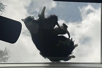 Pai percebe sombra estranha em sua claraboia - e acaba salvando uma família inteira de peludinhos