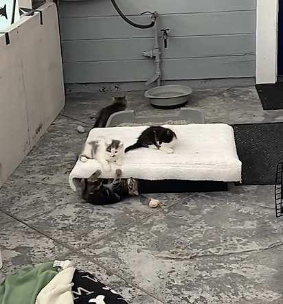 Os gatinhos foram colocados em um cercado seguro no quintal.