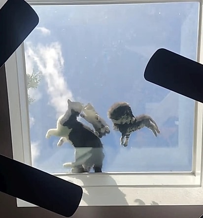 Uma família de gatos estava deitada na claraboia.