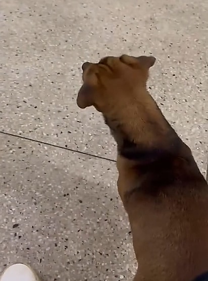 O cachorrinho estava ansioso com a chegada do tutor.