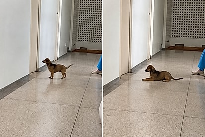 Parecendo preocupado, cachorrinho caramelo espera com ansiedade saída de donos de UBS.