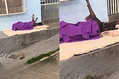 “Sem teto, mas com cama”: cachorro de rua ganha travesseiro, colchão e cobertor para dormir na calçada