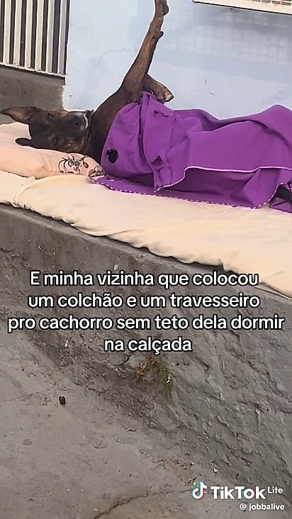 O cão dormiu confortavelmente.