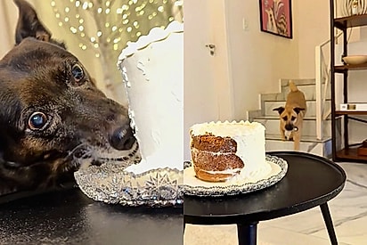 Hiperfoco em chantilly: persistência de cão em lamber a cobertura atrasa o resultado do chá revelação