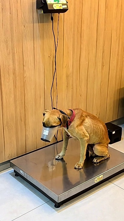 O cão precisou passar por cirurgia.