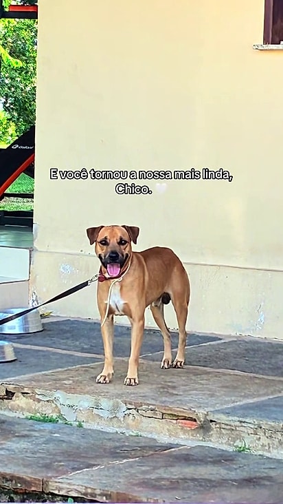 Chico ganhou uma nova chance.