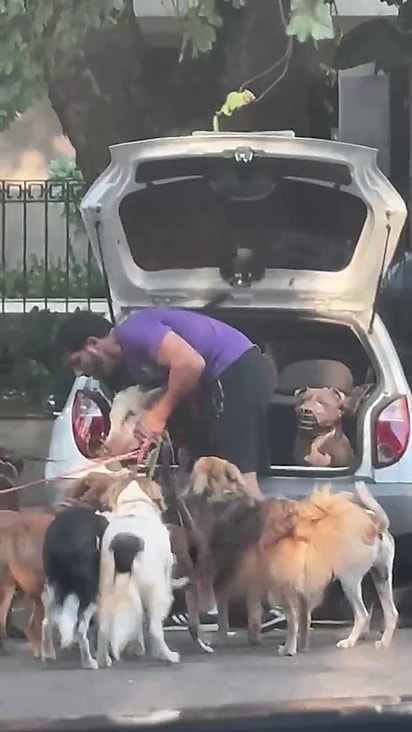 O adestrador sabe como administrar todos os pets ao mesmo tempo.