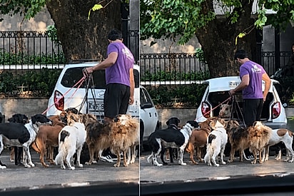 “Tudo isso num Celta?”: Motorista filma homem com mais de 10 cães, mas não esperava o que sairia do porta-malas