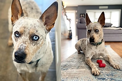 Cachorro de olhos azuis e beleza única que foi devolvido a abrigo de animais por ser teimoso escondia um segredo doloroso