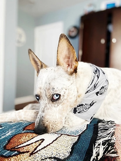 Zephyr, um pastor australiano.