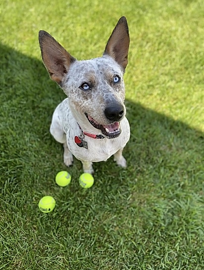 Zephyr é um cão surdo.
