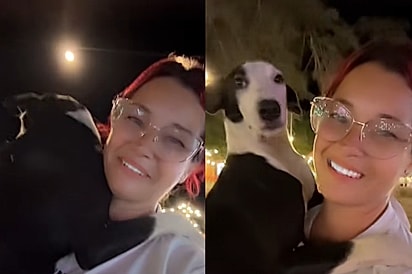Nunca mais você vai embora, princesa: Protetora reencontra cadela desaparecida e toma atitude emocionante