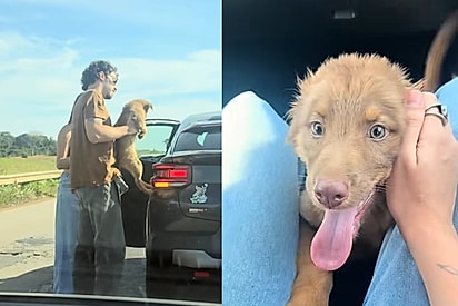 ‘Encontro de almas’: Rapaz para em rodovia após ver cachorrinha correndo risco e, ao olhar rostinho, percebe que é a ‘cópia’ da namorada
