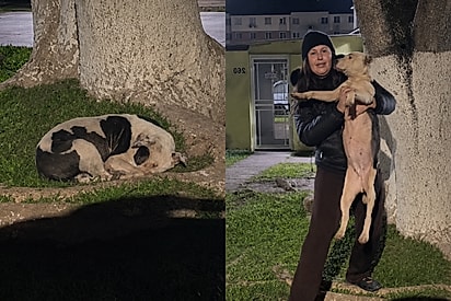 Protetora resgata cadela em noite de 6°C e, ao se aproximar, descobre que ela não estava sozinha.