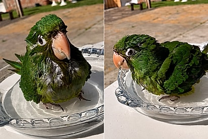 Ave que passou meses presa no escuro é resgatada e emociona ao molhar as peninhas pela 1ª vez.