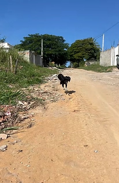 O urubu saltitando em direção ao adestrador.