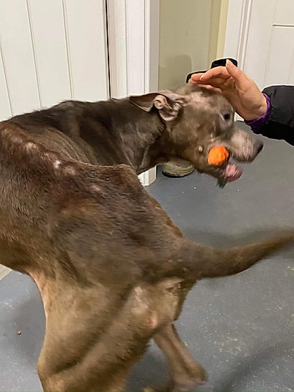 Luna com sua cenoura de brinquedo.