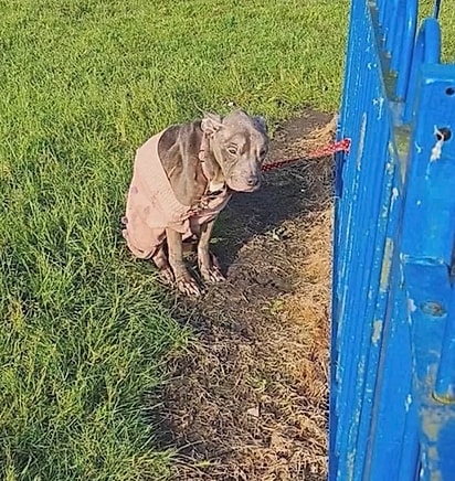 Luna foi encontrada amarrada à grade de um parquinho.