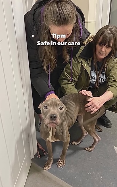 Luna em segurança nas instalações da Dogs 4 Rescue.