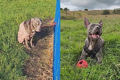 O tempo em que o amor curou Luna: cadelinha amarrada em parquinho renasce ao descobrir que ainda era amada