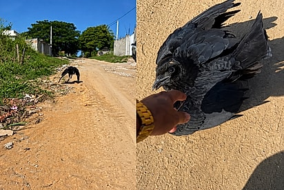 É um cachorro de penas: conheça zico o Urubu que ficou famoso por se comportar igual a um cachorrinho feliz