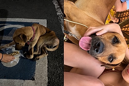 “Nosso acaso mais bem destinado”: casal resgata cão caído na estrada e o vê virar o melhor ‘cãoboy’ na fazenda