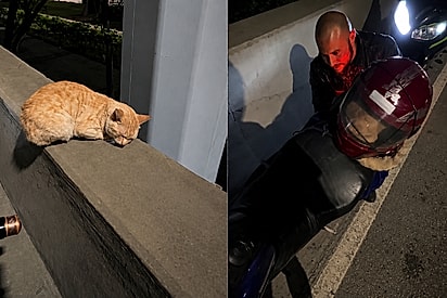 “Meu herói tem uma moto e um capacete sobrando”: jovem tem ideia genial para salvar gatinho em via expressa