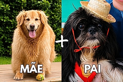 “Ninguém esperava por essa”: golden engravida de shih-tzu e dá à luz 9 filhotes pretinhos.
