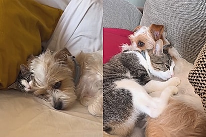 Cão não gostava de gatos, até convencer uma felina de que ela também era cachorra