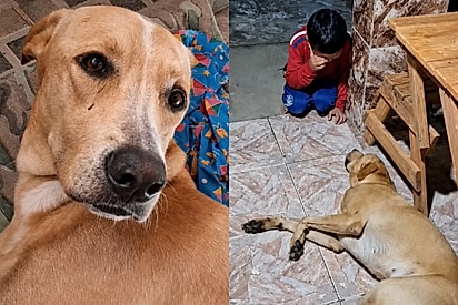 “Ele não podia partir”: menino implora por Scooby e caramelo doentinho encontra forças para reagir.