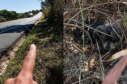 “Meu coração não me deixou seguir”: cachorrinho cruza rodovia na frente de caminhão e encontra em caminhoneira a chance que precisava.