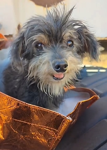 No meio da rodovia, um cachorrinho cruzou o caminho certo: o de alguém que escolheu parar e ajudar.