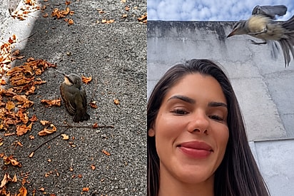 “Mãe de passarinho”: Passarinho cai no quintal de psicóloga, é salvo por ela e volta sempre que ouve seu assobio.