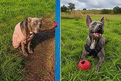 O tempo em que o amor curou Luna: cadelinha amarrada em parquinho renasce ao descobrir que ainda era amada