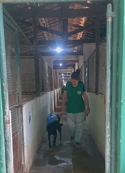 O cão fez sua última caminhada pelo corredor do abrigo.