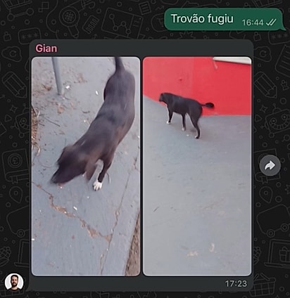 Um dos amigos enviou uma fotografia mostrando exatamente onde o cão estava.