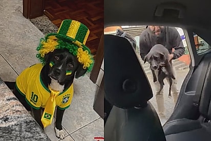 Tem que ver se ele quer ser resgatado: Cão foge em jogo do Brasil e tutor o encontra em bar no meio da torcida