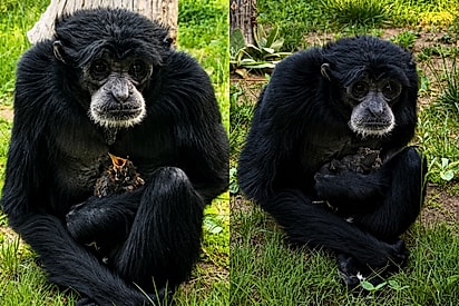 Siamang surpreende cuidadores ao acolher filhote de pássaro perdido em seu recinto e mostrar cuidado maternal inesperado.