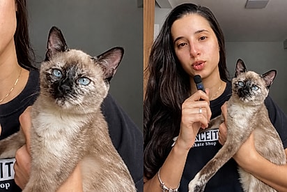 Gatinha invade apartamento um dia após jovem desejar ter uma, mas final inesperado emociona.