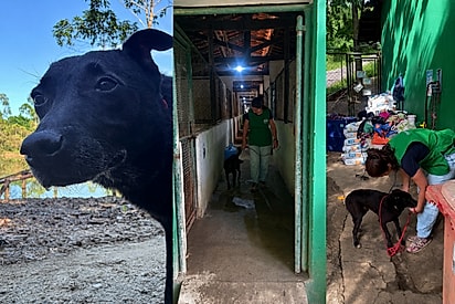 Hoje os nossos corações transbordam de alegria: Cão mais antigo do abrigo faz sua última caminha pelo corredor e despedida emociona