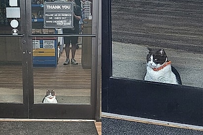 Oreo aparece na porta antes das 6 da manhã.