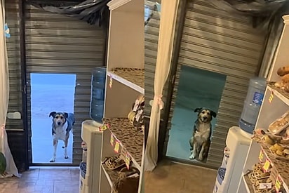 Antes dos clientes chegarem, todas as manhãs cachorrinho simpático bate na porta de mercearia para pedir um pouco de comida e carinho